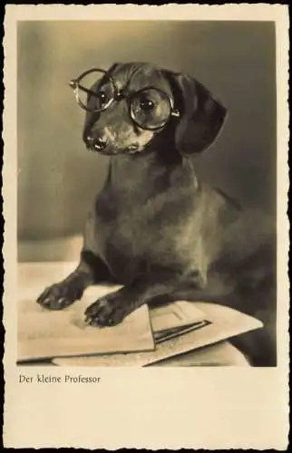 Tiere Hunde: Hund Dog Dackel mit Brille (Der kleine Professor) 1940