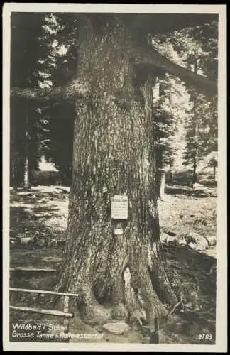 Ansichtskarte Bad Wildbad Umland-Ansicht Baum Grosse Tanne Rolwassertal 1940