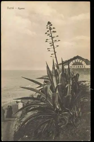 Cartolina Nervi-Genua Genova (Zena) Agave Baum am CAFFE MIRAMARE 1910