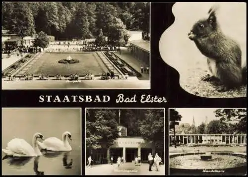 Ansichtskarte Bad Elster Schwäne Kuranlagen Eichhörnchen 1971