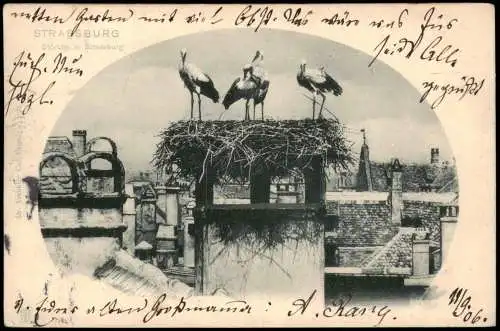 CPA Straßburg Strasbourg Störche auf den Dächern der Stadt 1906  Elsaß