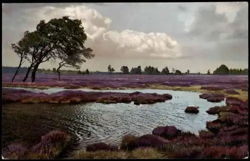 .Niedersachsen PHOTOCHROMIE Landschaft (vermutlich Lüneburger Heide) 1910