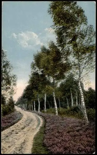 Ansichtskarte Dötlingen Blühende Heide. Weg 1915