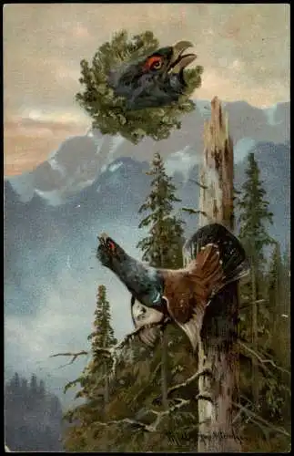 Ansichtskarte  Tiere Künstlerkarte Auerhahn auf Baum 1907