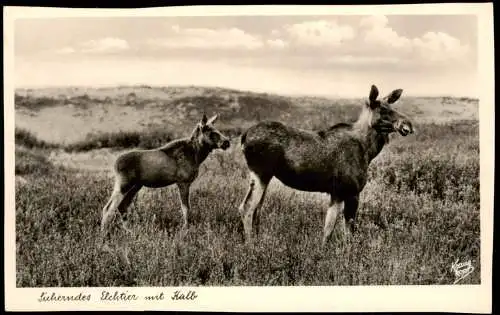 Nidden Kurische Nehrung Nida Elchtier Kalb Kurische Nehrung 1934 Klaipeda Memel