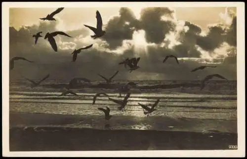 Pommern Ostsee Baltic Sea Stimmungsbild Möwen Sonnenuntergang 1930