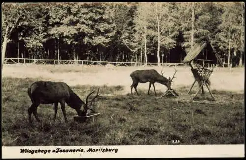 Ansichtskarte Moritzburg Wildgehege u.Fasanerie 1964