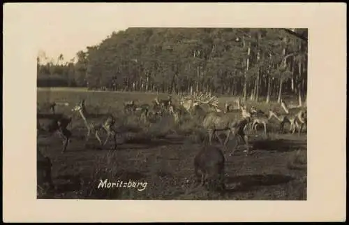 Ansichtskarte Moritzburg Hirsche und Rehe Fotokarte 1940