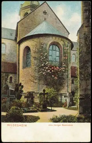 Ansichtskarte Hildesheim 1000 jähriger Rosenstock 1911