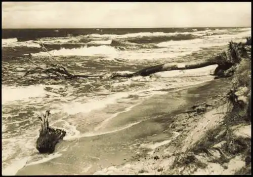 .Mecklenburg-Vorpommern Ostsee Baltic Sea zur DDR-Zeit "Vom Sturm gefällt" 1970