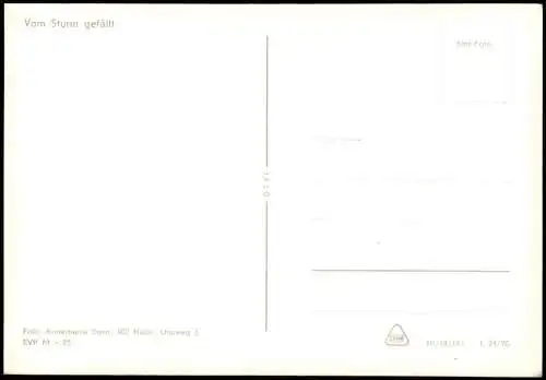 .Mecklenburg-Vorpommern Ostsee Baltic Sea zur DDR-Zeit "Vom Sturm gefällt" 1970