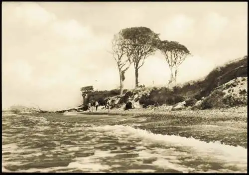 .Mecklenburg-Vorpommern Ostsee Baltic Sea Die Buchen an den Rehbergen 1970
