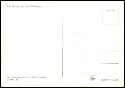 .Mecklenburg-Vorpommern Ostsee Baltic Sea Die Buchen an den Rehbergen 1970