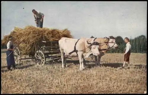 Ansichtskarte  Bauern - Landwirtschaft Farmer Familie bei der Heuernte 1917