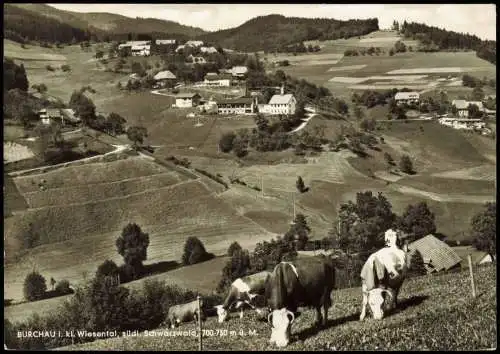 Ansichtskarte Bürchau Kühe vor der Stadt 1966