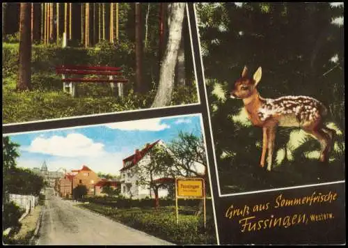 Ansichtskarte Fussingen-Waldbrunn (Westerwald) 3 Bild Rehe Waldbank 1970