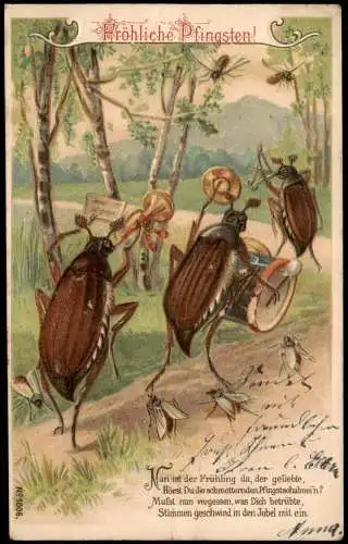 Pfingsten Pentecost Pfingstkäfer als Musiker Künstlerkarte 1905 Prägekarte