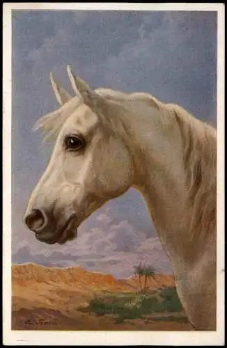 Ansichtskarte  Tiere - Pferd Schimmel Palmen Küstlerkarte 1928