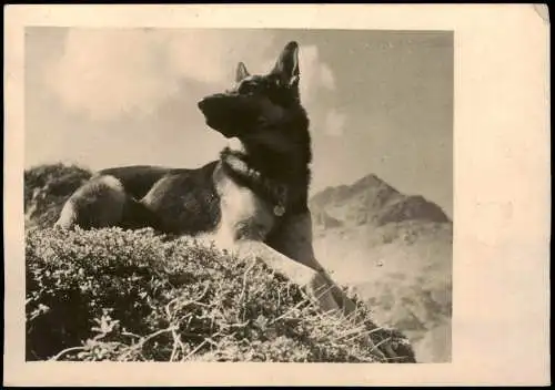 Ansichtskarte  Tiere - Hunde Schäferhund im Gebirge Fotokunst 1937