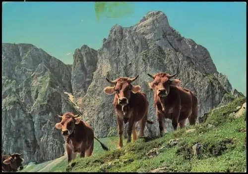 Ansichtskarte .Bayern Bayern Alpen Allgäuer Alpvieh vor Bergmassiv 1975