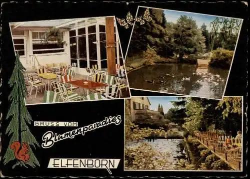 Ansichtskarte Elfenborn-Kalletal GRUSS VOM Blumenparadies ELFENBORN 1959