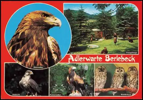Berlebeck-Detmold Mehrbildkarte Adler, Vogel, ADLERWARTE BERLEBECK 1990