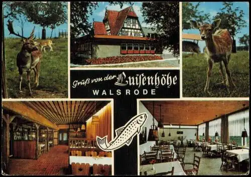 Ansichtskarte Walsrode Mehrbildkarte Restaurant Luisenhöhe, Tiere 1975
