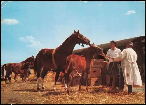 Ansichtskarte  Werbekarte Deutsche Bundesbahn Verladung Pferde Eisenbahn 1969
