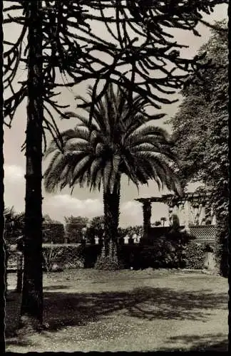Insel Mainau-Konstanz Mainau. Parkanlagen Palmen - Fotokarte 1957
