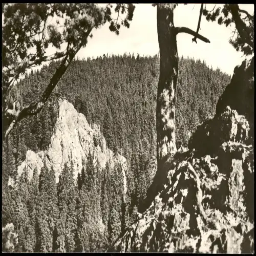 Ansichtskarte Tabarz/Thüringer Wald Blick nach dem Aschenbergstein 1958/1960