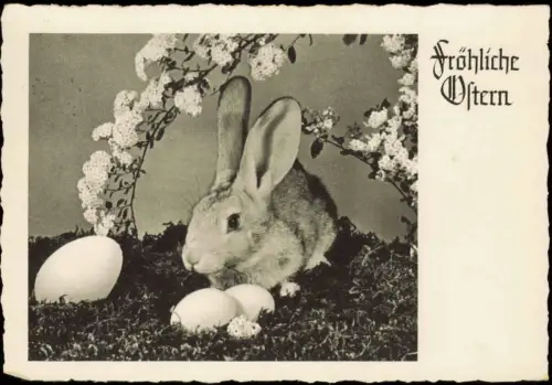 Ansichtskarte  Ostern Easter Osterhase vor Eiern 1952
