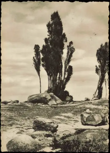 Ansichtskarte Wilsede-Bispingen Stimmungsbild Lüneburger Heide 1960