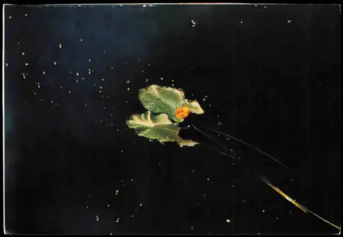 Ansichtskarte Botanik Blumen Japan Nippon Blooming Ozekohone 1979  gel. Stempel