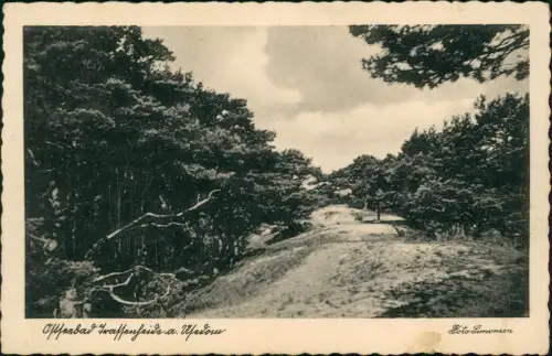 Ansichtskarte Trassenheide Bäume auf der Düne Usedom 1938