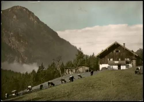 Weißbach a.d.Alpenstraße-Schneizlreuth Almhütte und Kühe 1969