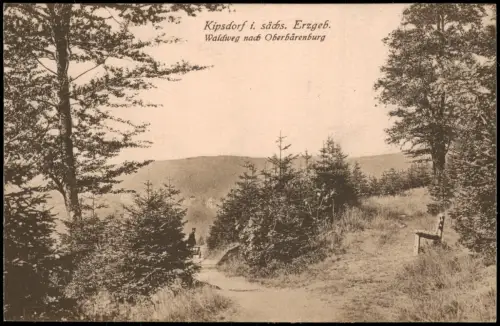 Kipsdorf-Altenberg (Erzgebirge) Waldweg nach Oberbärenburg bei Kipsdorf 1915