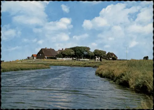 Ansichtskarte Hallig Hooge Blick auf die Backenswarf 1972