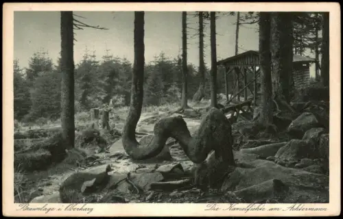 Braunlage Umland-Ansicht Oberharz Kamelfichte am Achtermann 1920