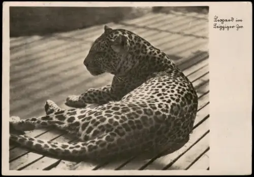 Ansichtskarte Leipzig Zoo Leopard im Gehege 1943