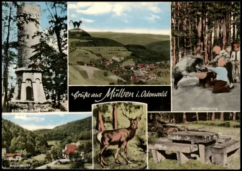 Mülben-Waldbrunn (Odenwald) MB  Antonslust Wildfütterung Katzenbuckel Turm 1960