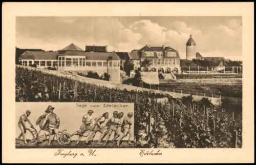 Ansichtskarte Freyburg (Unstrut) 2 Bild Edelacker und Weinlese 1920
