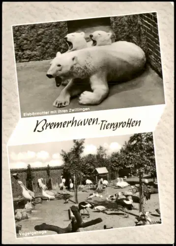 Bremerhaven Tiergrotte Eisbärmutter mit ihren Zwillingen u. Vogelgehege 1965
