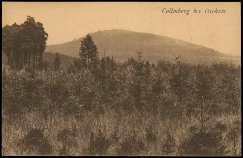 Ansichtskarte Collm-Wermsdorf Collmberg Hubertusburger Wald 1920