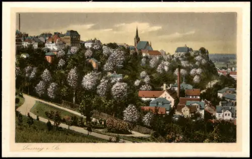 Ansichtskarte Leisnig Stadtpartie Baumblüte 1925