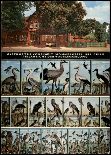 Hohnebostel-Langlingen (LK Celle) Gasthof zur Vogelwelt Mehrbild 1974