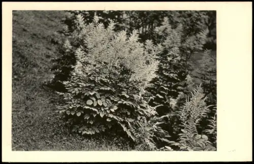 Ansichtskarte  Gräser und Farne Fauna / Pflanzen 1940