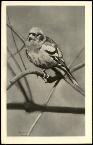 Ansichtskarte  Tiere - Vögel Der Buchfink 1938