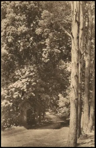 Ansichtskarte Schmannewitz-Dahlen Waldweg 1920
