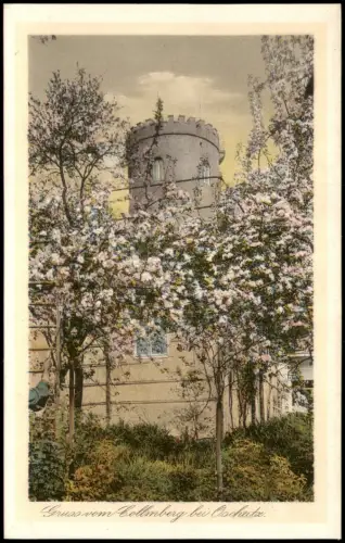 Ansichtskarte Collm-Wermsdorf Collmberg Restaurant Baumblüte 1926