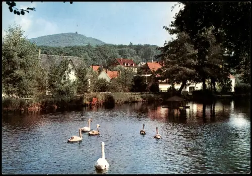 Ansichtskarte Schieder-Schwalenberg Schwäne auf dem alten Mühlenteich 1973